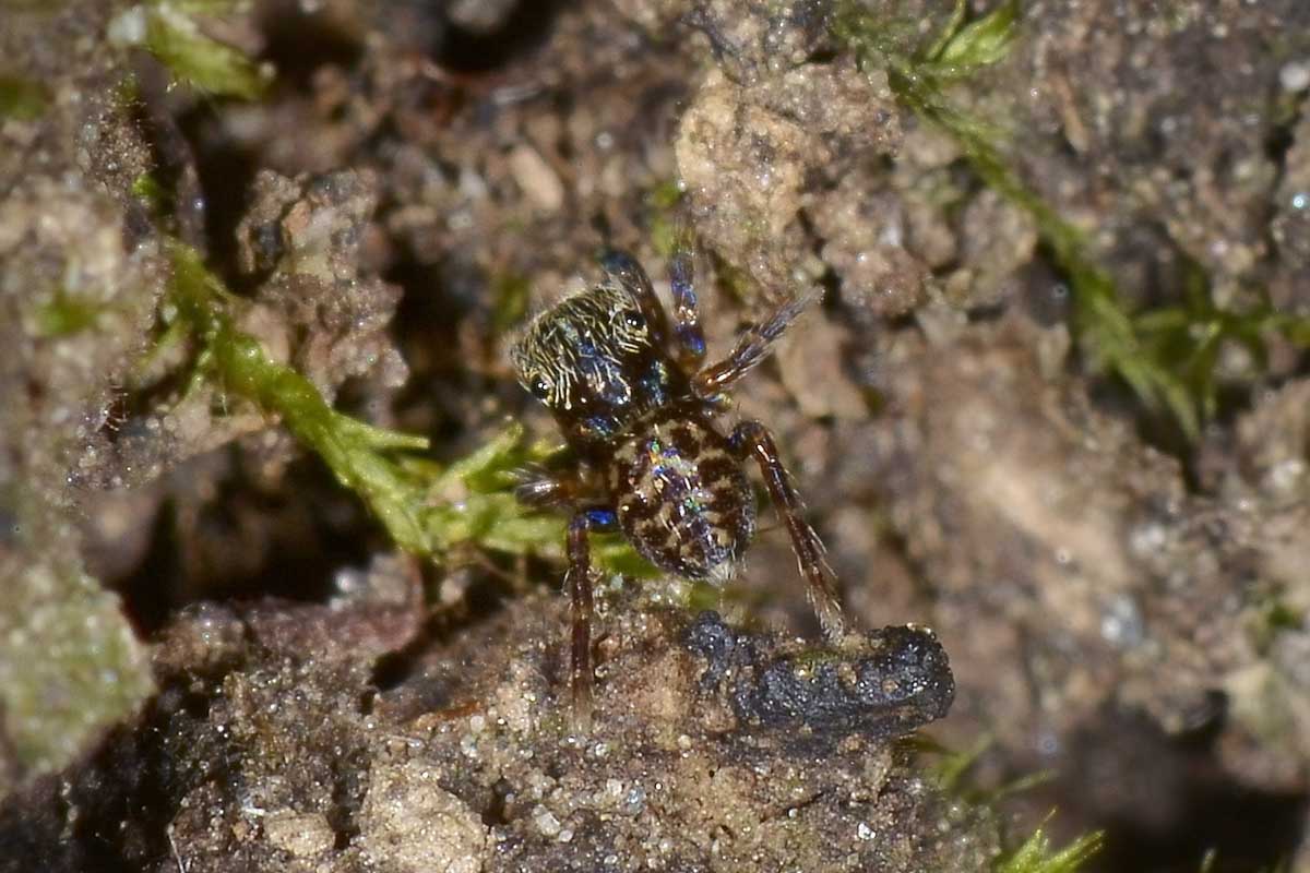 Salticidae?